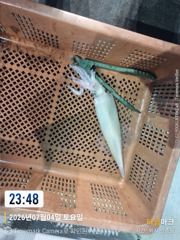 통영나이스피싱!!!  왕한치. 고등어 쿨러가득. 내일자리여유. 토요일 삼천포 전투문어 몇자리여유