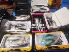 6짜 고등어~만쿨현장~느면 나온다~야간 "대왕 고등어"끝내주는 싸이즈~매일출조~라이트지깅 절대강자~군산 챔피언호