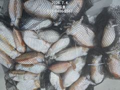 4일, 대포알 갑오징어~싸이즈 좋아요~굿~오늘 야간 "고등어,삼치" 갑니다~군산 그랜드호