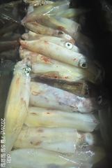 왕한치철수때까지따문따문입질마릿수굿~~손맛장!!!