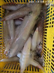 유빈피싱 한치조황 장원 80수 이상!!