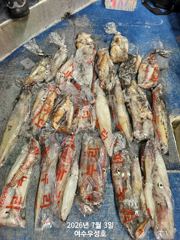 7월6일 대포한치 잡으러 정상출조 합니다 