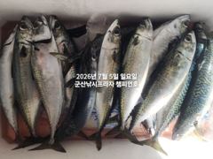 6짜 고등어~대폭발~느면 나온다~야간 "대왕 고등어"끝내주는 싸이즈~매일출조~라이트지깅 절대강자~강추~군산 챔피언호