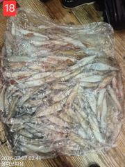 7월 7일 몰디브 한치 조황