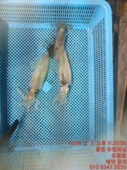 통영유림)7일 한치 실시간조황입니다.토요일예약가능