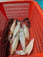 [통영대교피싱]쏟아지는 한치 잡아가세요 오늘 자리여유