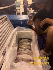 [제주 깊은바당호] 7월 6일 한치 조황입니다