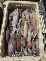 뉴 태진호  대포한치  전원초초 만쿨조황!!!