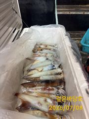 [제주 깊은바당호] 7월 7일 한치 조황입니다