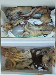 [통영 선외기 태성레저]문어 44마리/18/17/15외 조황