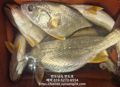 씨알좋은 수조기 손맛 보시러 오세요.오늘 오후6시출항(예약가능),금요일 한치(예약가능) 