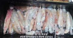 8일 신아라호 한치조황 싸이즈 굿굿 손맛 굿