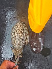 인천365호 갑오징어 조황 