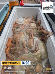 키로급돌문어 왓서 사량도 문어어장  사이 바글바글 일욜도 가자가자  오전5시