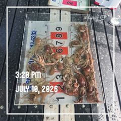 해양레저 돌문어 마리수 조황 
