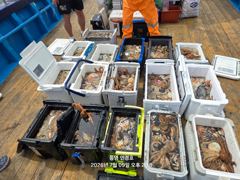 #문어 긴급출조# 새벽4시출항 다음날 오후 15:00전후 철수