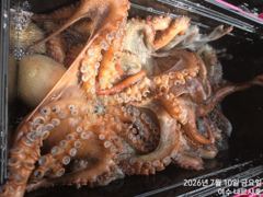 7월10일 문어 조황입니다