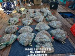7월10일 문어 조황~!!
