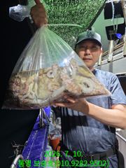 오후문어 조황도 굿입니다