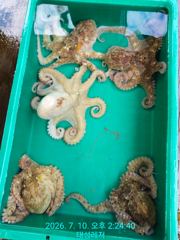 [통영 선외기 태성레저]문어 30/21/21/19외 (10일.11일) 조황