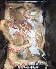 통영 유촌항 충무호 돌문어 조황 사진