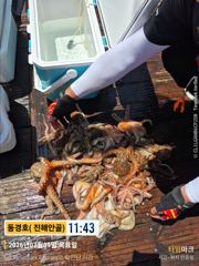 동경호~ 돌문어 첫날 초대박( 월욜 예약가능)