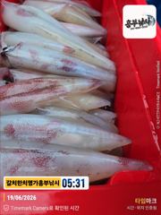 대포한치 한치 한치 목. 금 .토.일 계속 출조 