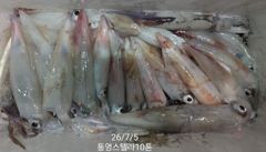 한치한치 목요일부터 나가요~~자리~