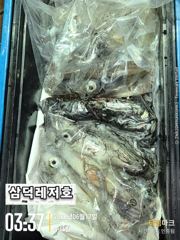 [한치]대포한치,go.go.go(목,금,토,출항확정)