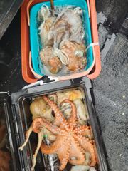 미친 문어