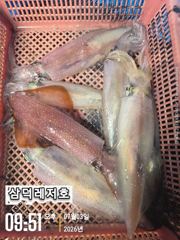 [한치]대포한치,좋은날씨,물때,100수,go,go(목,금,토,출항확정)