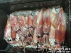 해신호 내일부터 한치사냥나갑니다~!!토요일3자리 예약가능^^