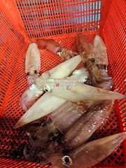 [통영대교피싱]한치전쟁 실시간