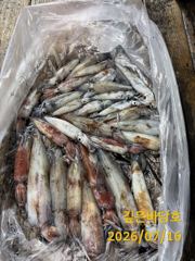 [제주 깊은바당호] 7월 15일 한치 조황입니다