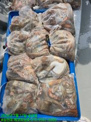 17일)문어 마리수 조황. 씨알 굿~~조황 19일)잔여자리 있습니다.