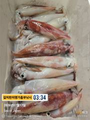 토욜남해안비 없습니다 한치 대포급으로 퍼담으실분 모집중 17일 입항조황