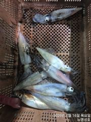 통영뉴명성호))먼바다대포한치출조황입니다자리여유(010.3569.4607)