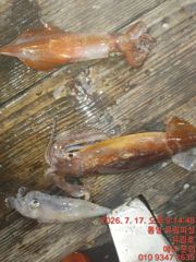통영유림)17일 한치 실시간조황입니다.토요일 자리여유.예약가능