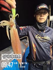[한치]야리.대포한치.퍽퍽합니다(토요일 출항 확정)