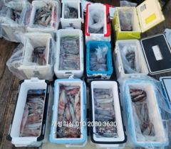 대포급 먹물 폭탄 한치 조항, 오늘 무조건 출항!!