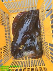 [무늬]사이즈와 마리수,,^^