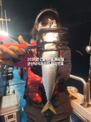 한밤에 향연~야간 고등어~삼치,등~ "끝내주는 고등어"출조~실시간~금요일부터 매일출조~~군산 챔피언호