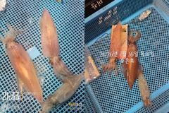 통영 수 은 호<<>>한치 조황입니다 내일 한치 출조합니다(자리여유) 10단 다단,오모리채비 가능~예약은 3361 4231 전화주세요