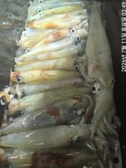 왕한치먹물잔치마릿수손맛보려쭉~달립니다.