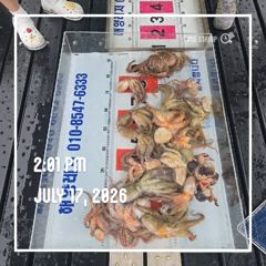 해양레저 돌문어 마리수 조황 