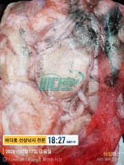 7월 17일 문어 조황