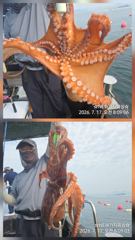 오전돌문어 조황입니다