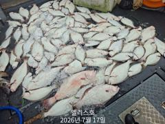 7월 17일 마릿수광어조황