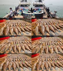 ♥ 붉바리들..이정도는 잡아봐야지요 대박 붉바리조황입니다[2026년07월18일] ◎ 해마루호가 뜨는이유? 조황때문이죠 ◎ 핵심포인트: 바로진입.. 바로히트.. ▣ 차원이 다른 조황으로 모십니다 ▣ 요즘 붉바리낚시가 대세입니다