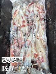 [한치]대포한치,우당탕,후반전,따분,따분(오늘,자리널널,출항확정)